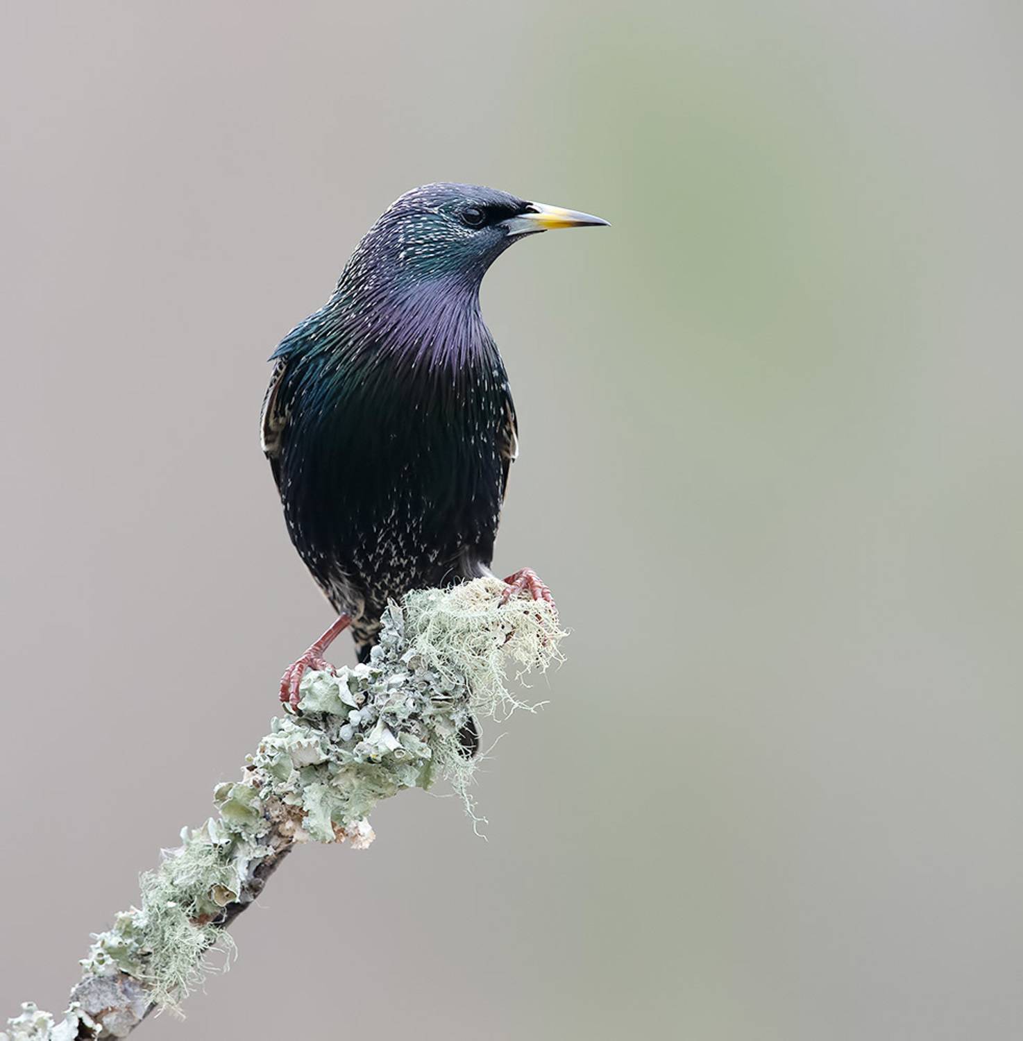 european starling, обыкновенный скворец, скворец, зима, starling, Etkind Elizabeth