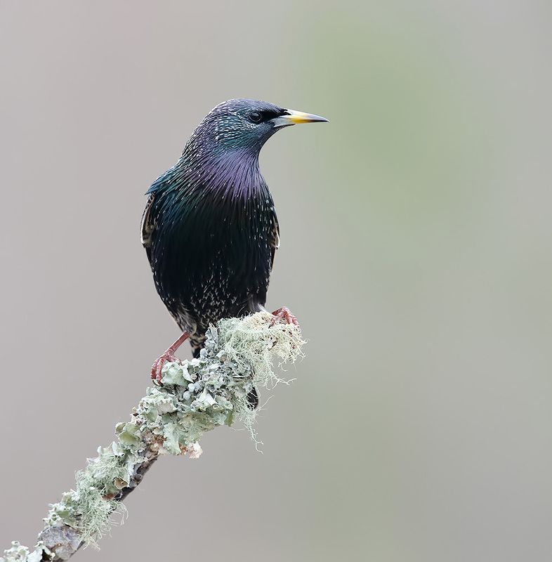 european starling, обыкновенный скворец, скворец, зима, starling European Starling -Обыкновенный скворец фото превью
