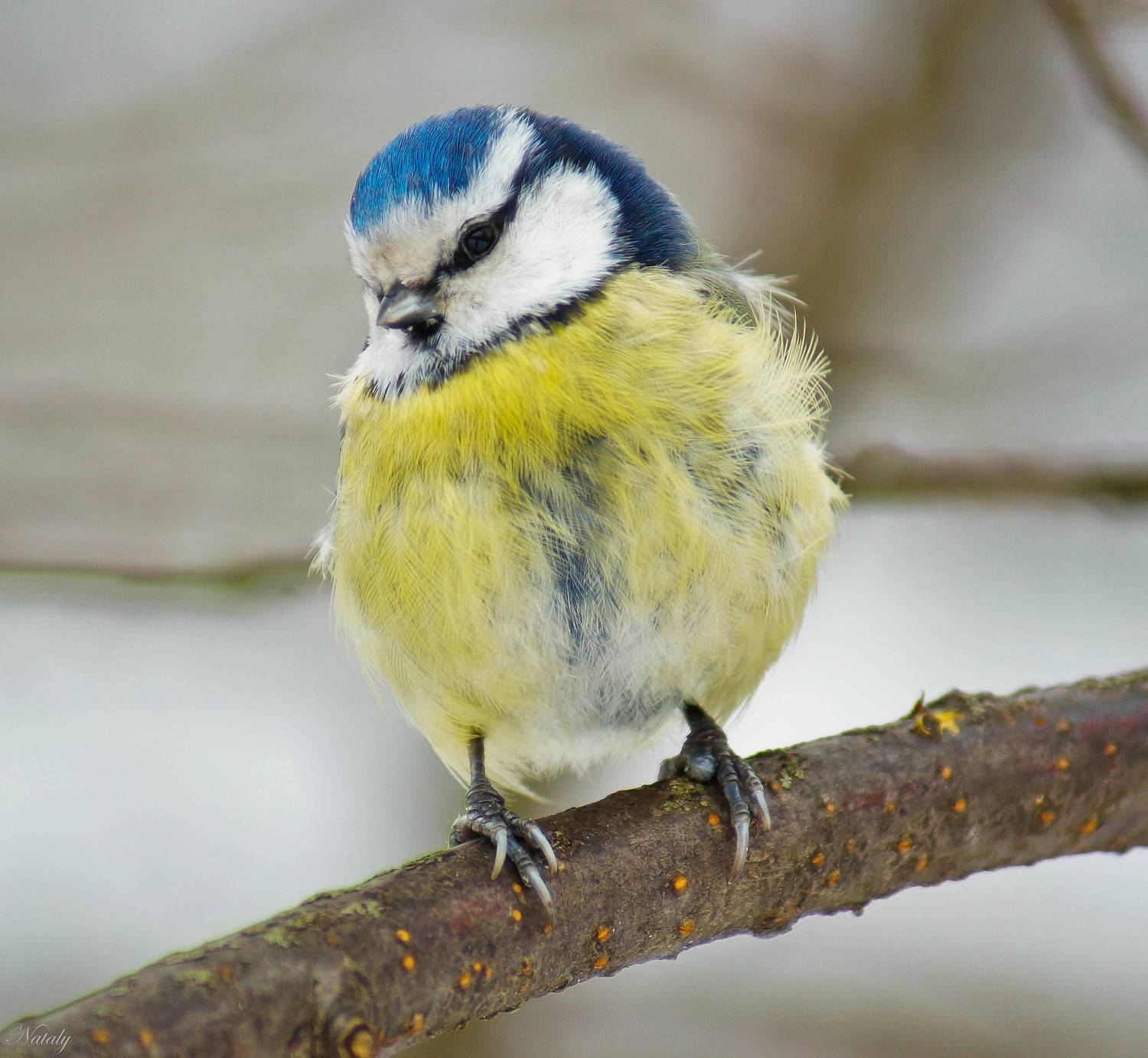 , Екимова Наталья