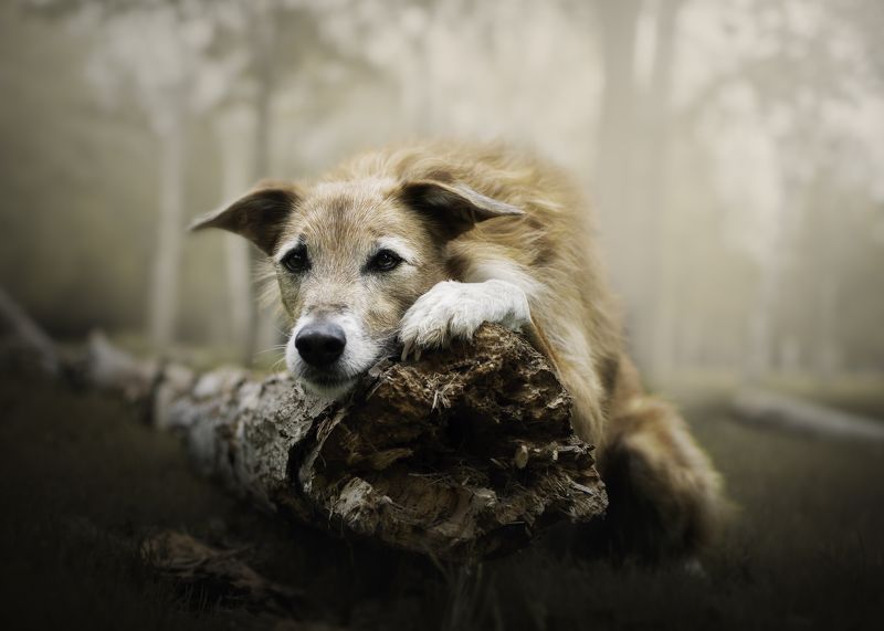 dark forest фото превью