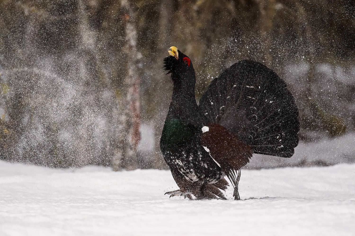 , Калинин Михаил