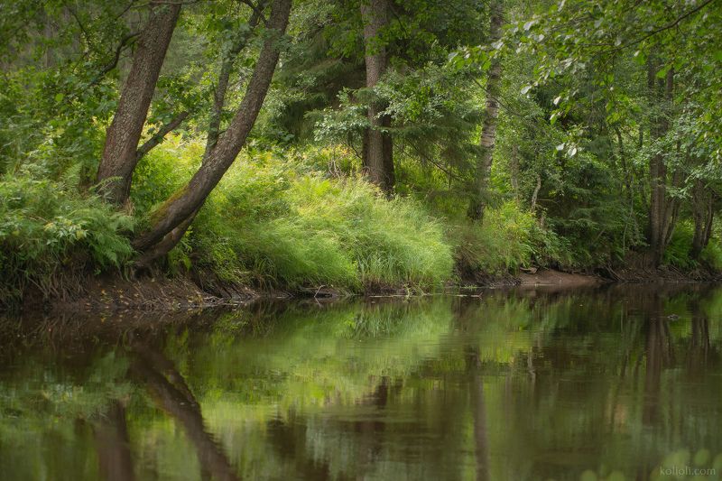 рощинка, линдуловская роща, лето, зелень, лес, карельский перешеек Лето на Рощинке фото превью