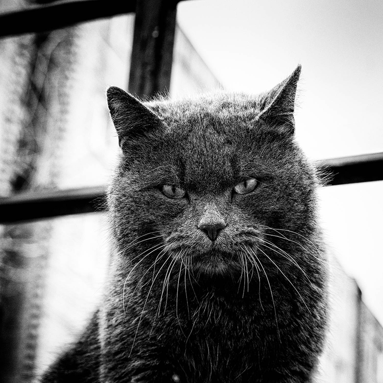 , Антипов Игорь