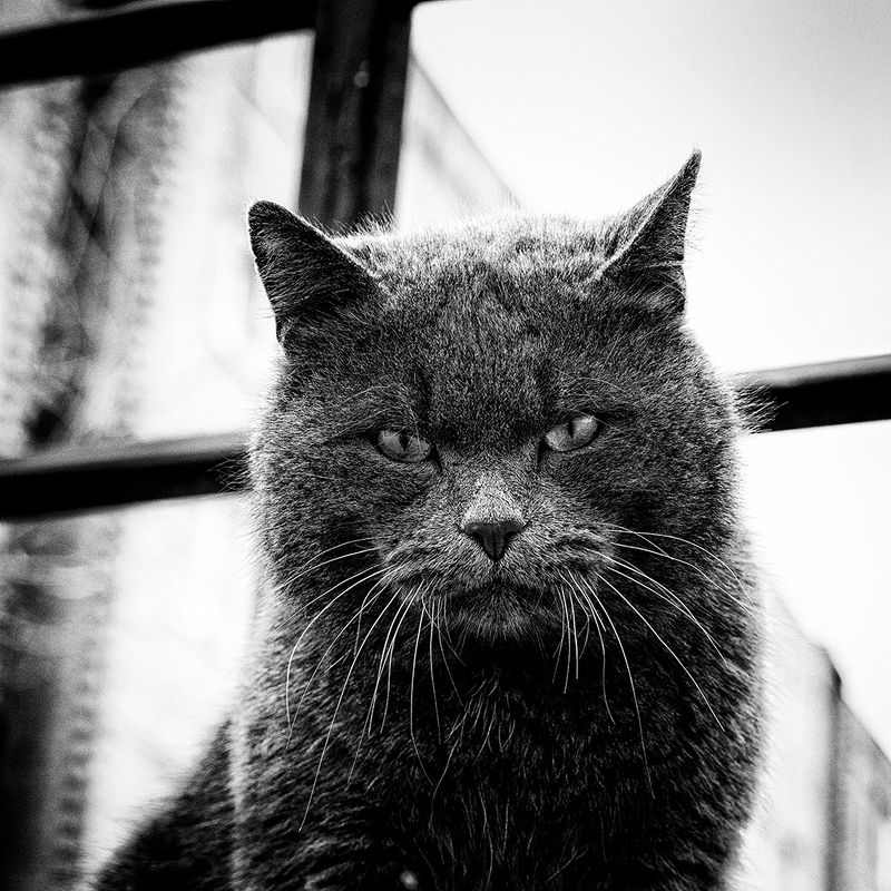 Городской бродяга фото превью