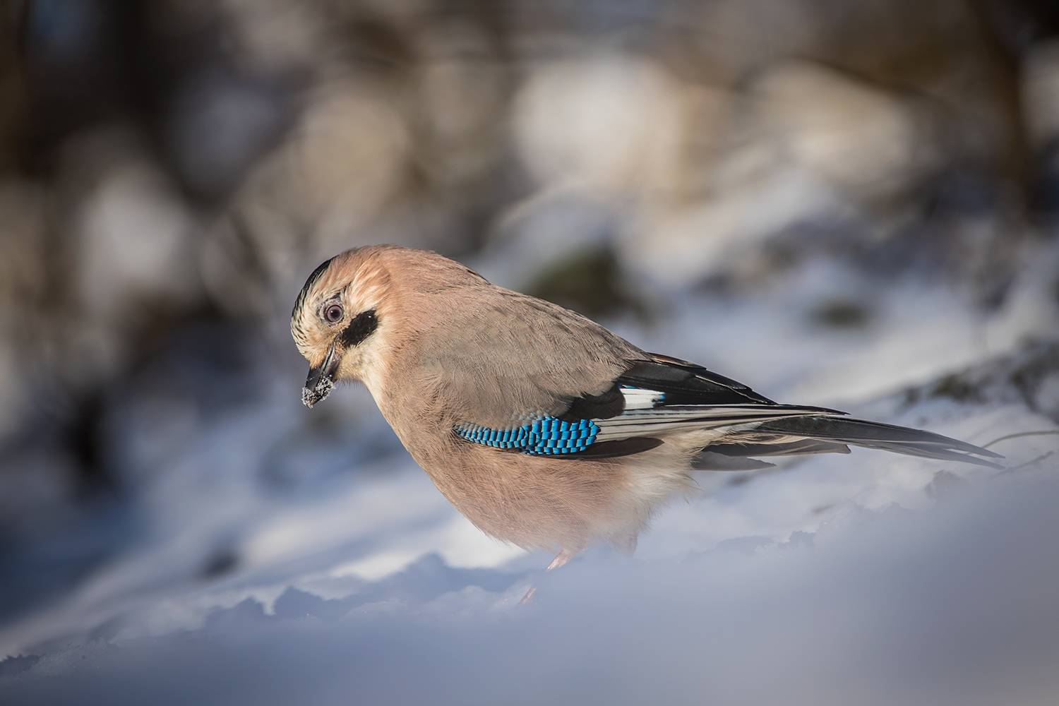 , Илья Михеев
