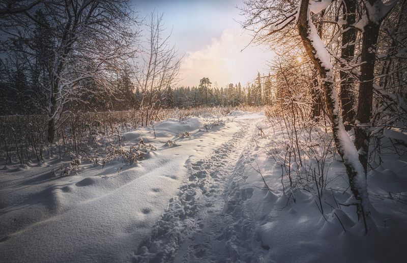 зима лес природный резерват Лесные тропинки... фото превью