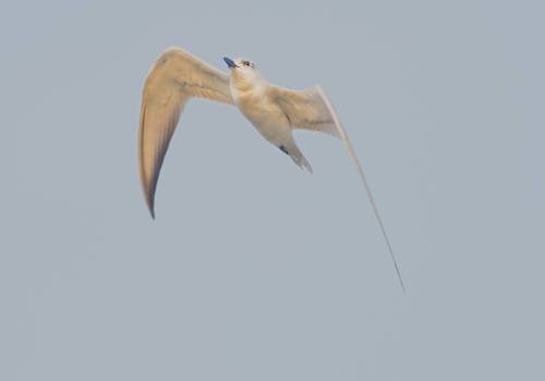 Wiskered Tern