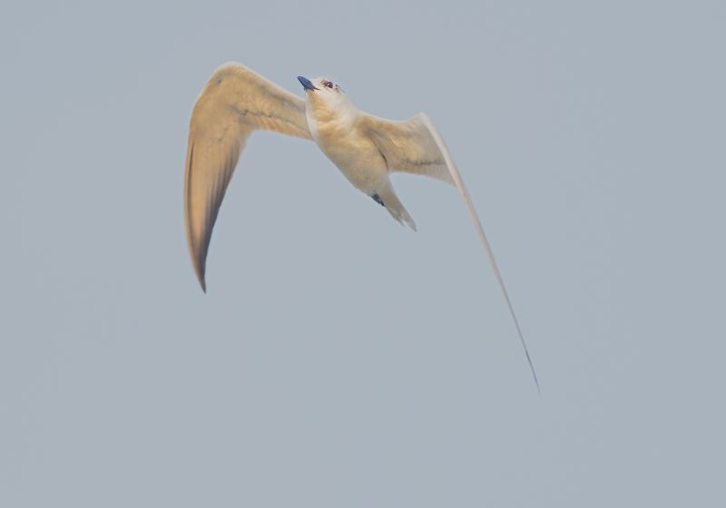 closeup, bird, birds, wild, wings, beauty, nature, swan, feather, spread, little sparrow,animal,animals,nikon,tailorbird,portraitm,eyes,king,kingfisher Wiskered Tern фото превью