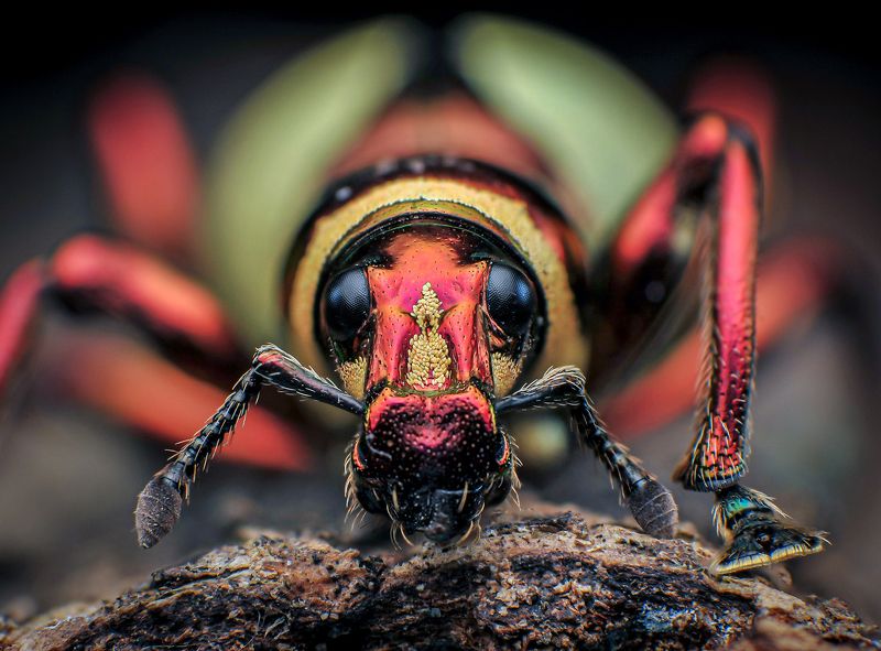 macro, nature, insect, weevil Metallic Weevil фото превью