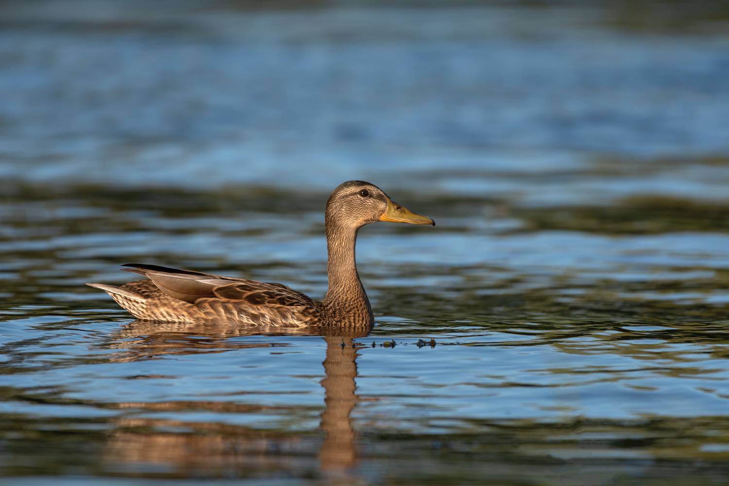 утки,кряква, алексей овчинников