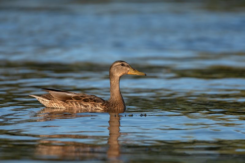 утки,кряква *** фото превью