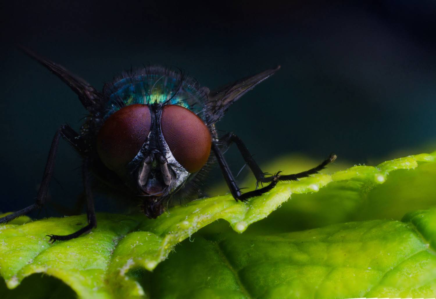 , Савенко Кирилл