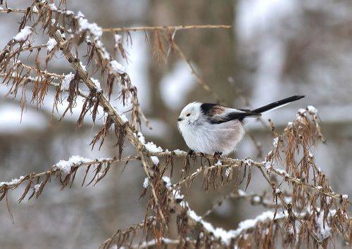 Синица ополовник