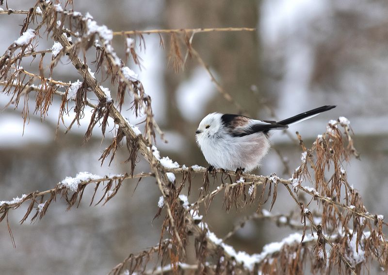 птицы, синицы, ополовник, зима, парк Синица ополовник фото превью