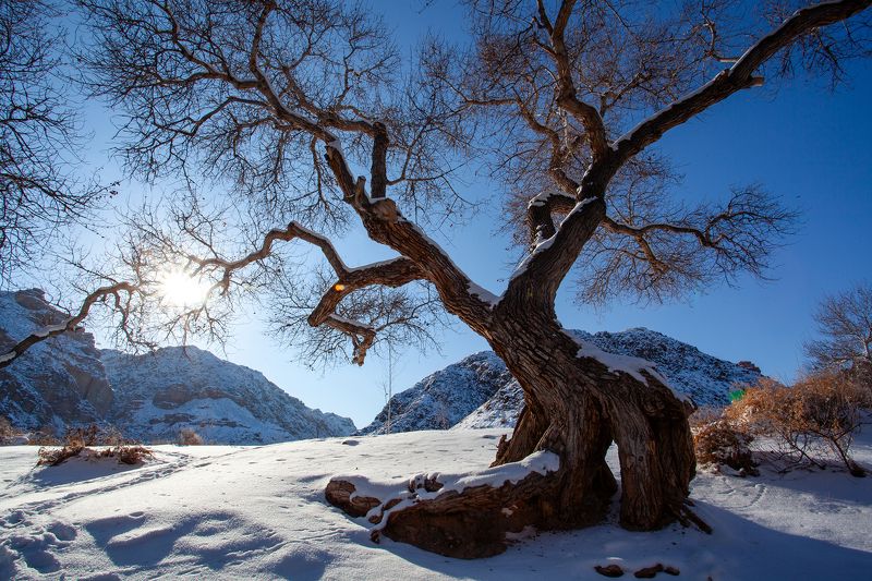 чарын, зима, дерево, солнце, казахстан  фото превью