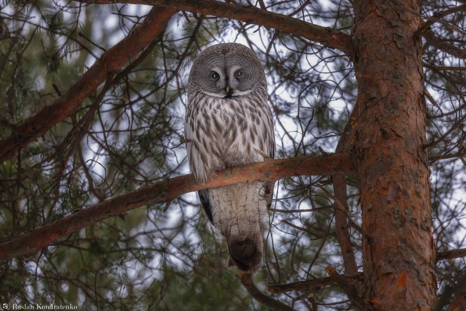 бородатая неясыть, сова, совы, птицы, Кондратенко Руслан