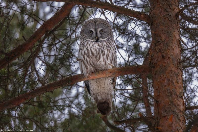 бородатая неясыть, сова, совы, птицы Бородатая неясыть фото превью