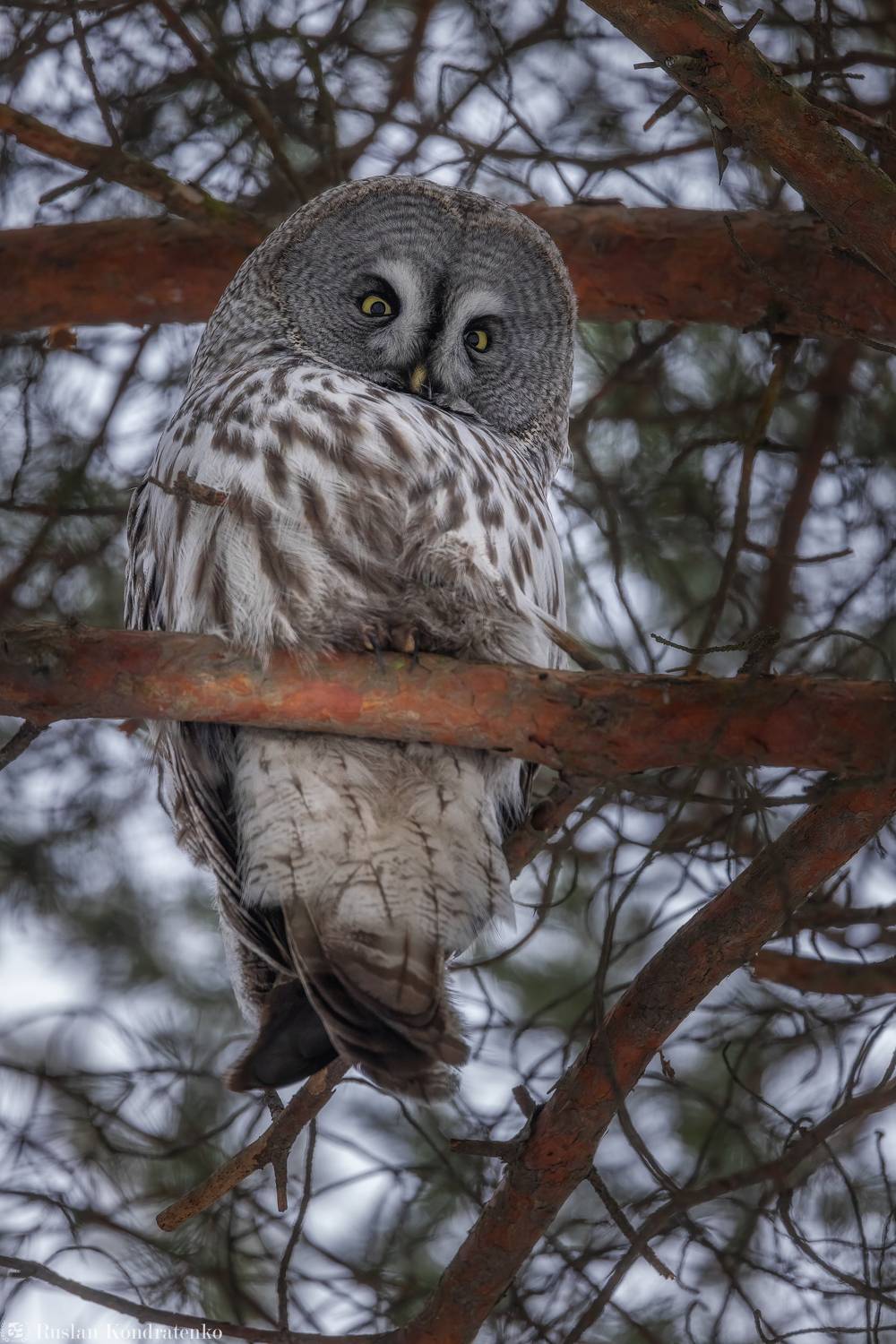 бородатая неясыть, сова, совы, птицы, Кондратенко Руслан