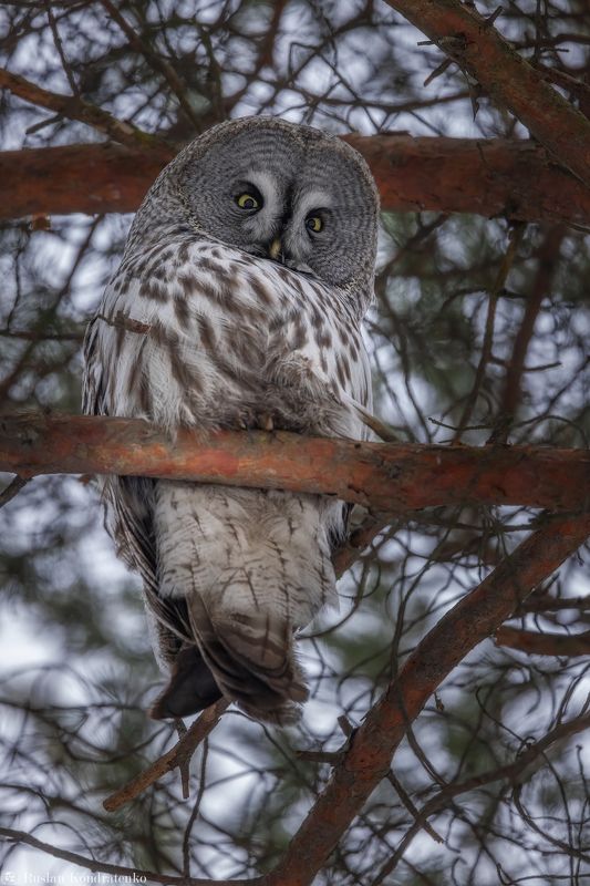 бородатая неясыть, сова, совы, птицы Бородатая неясыть фото превью