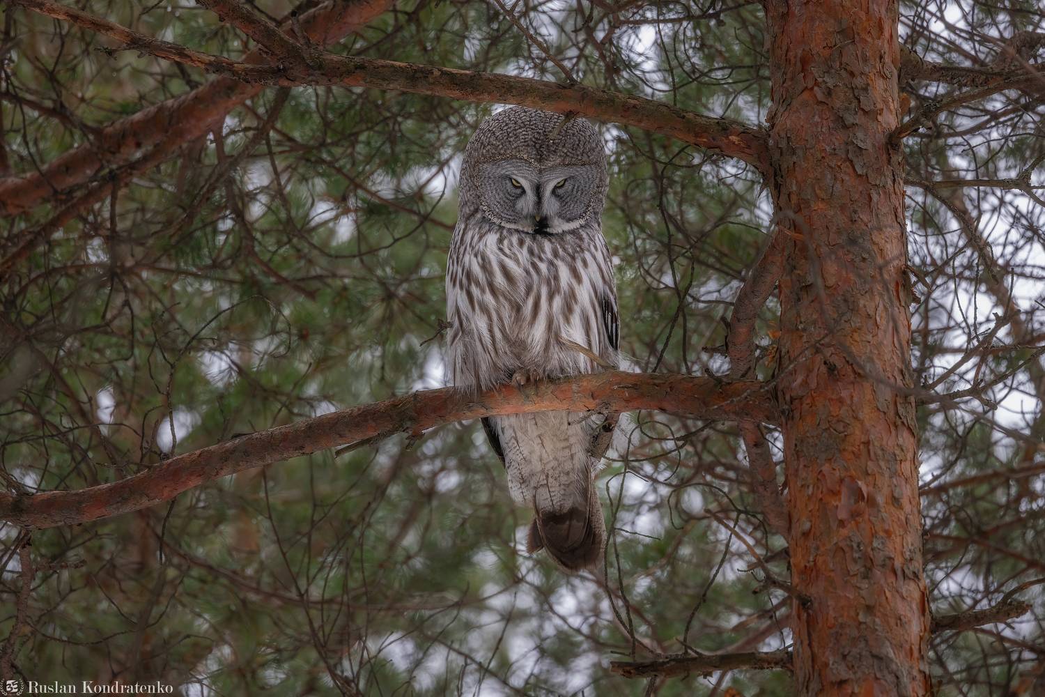 бородатая неясыть, сова, совы, птицы, Кондратенко Руслан