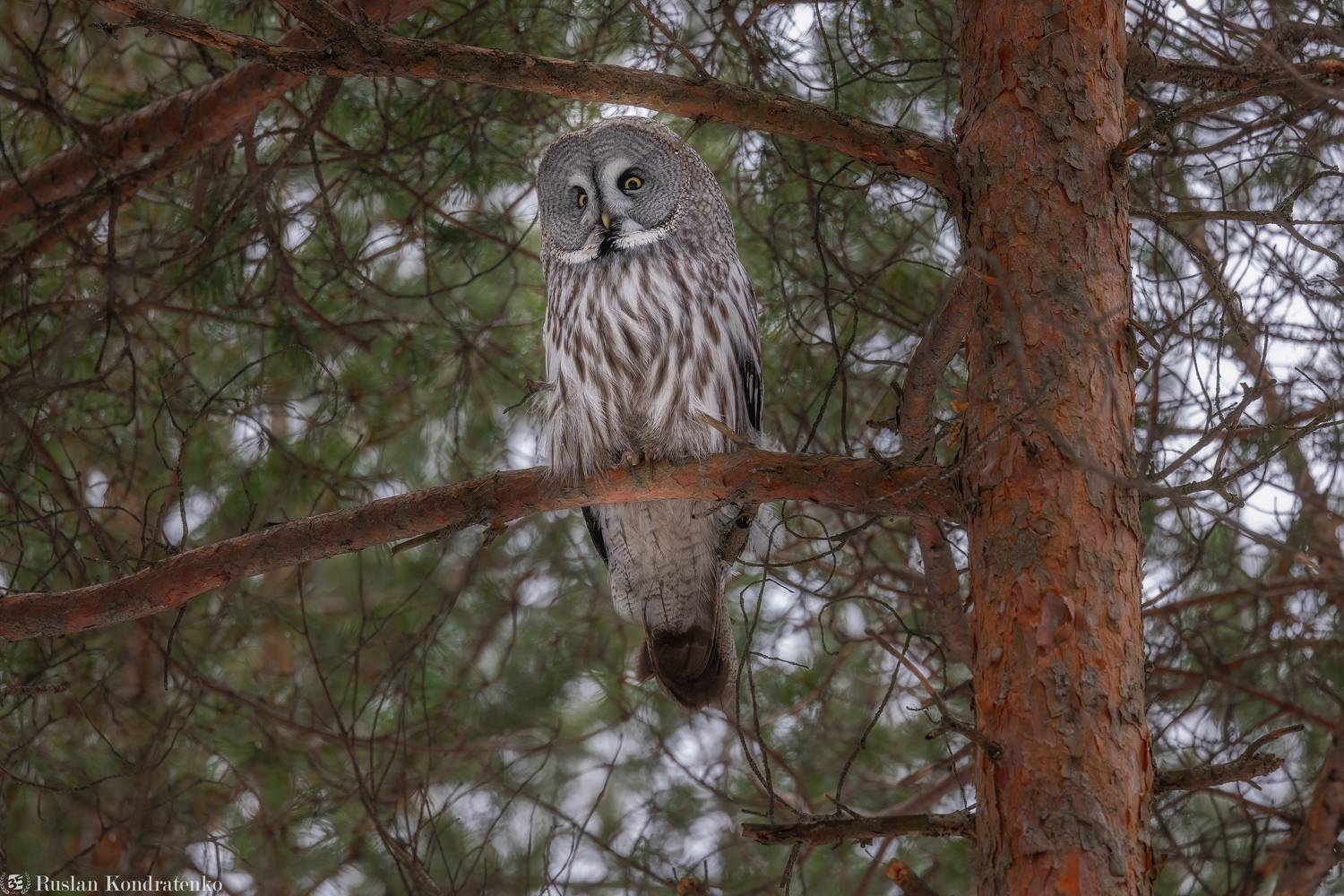 бородатая неясыть, сова, совы, птицы, Кондратенко Руслан