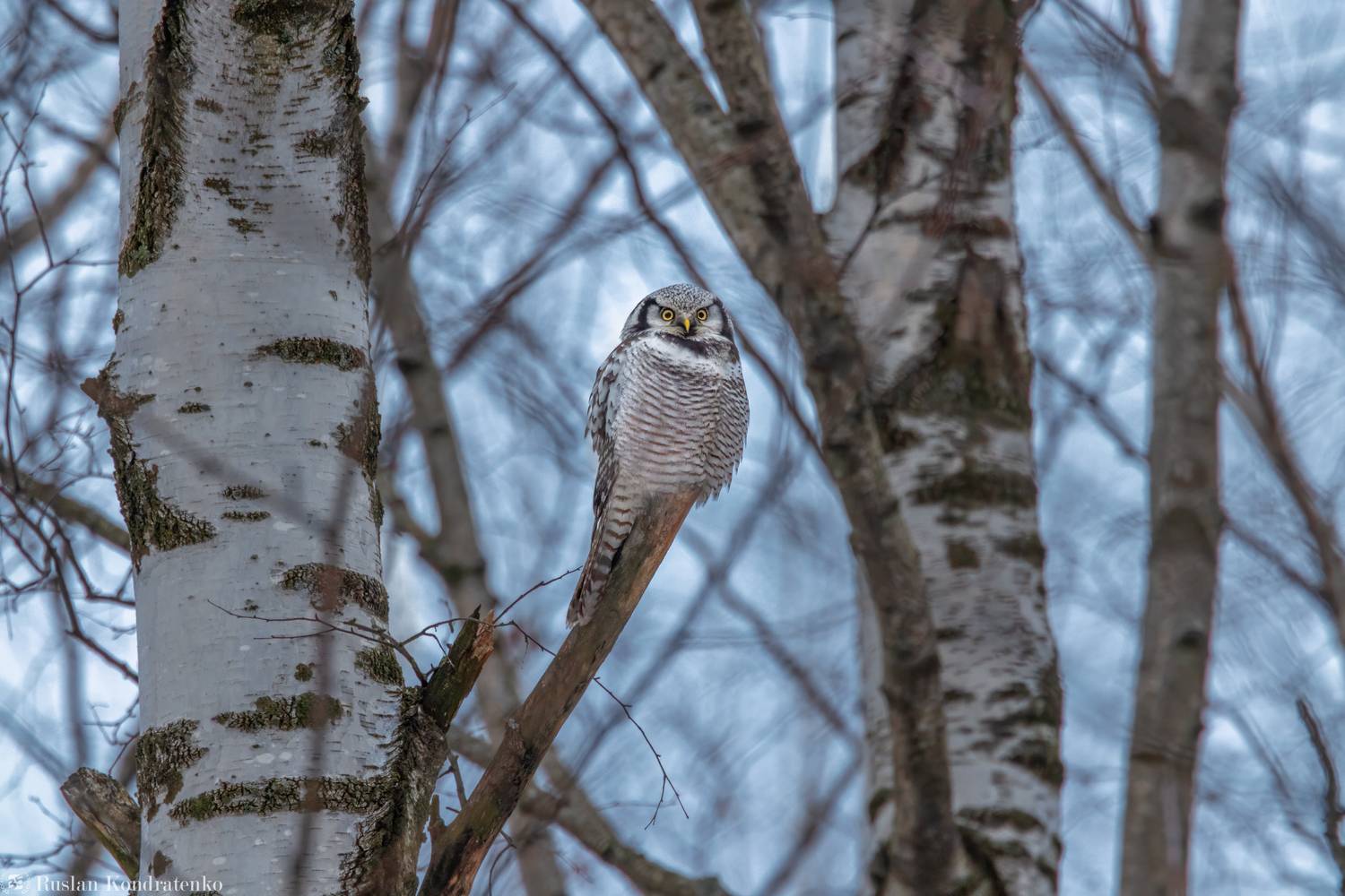 ястребиная сова, совы, сова, птица, пицы, Кондратенко Руслан
