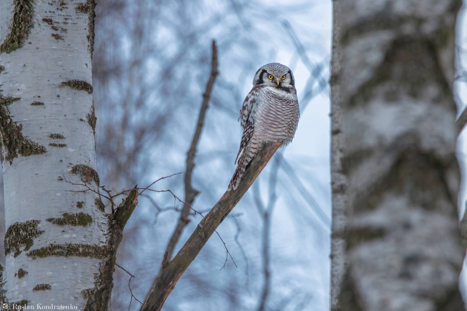 ястребиная сова, совы, сова, птица, пицы, Кондратенко Руслан