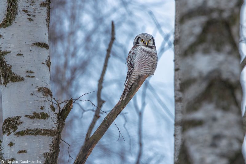 ястребиная сова, совы, сова, птица, пицы Ястребиная сова фото превью
