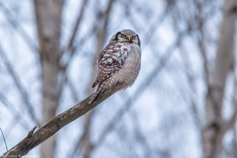ястребиная сова, совы, сова, птица, пицы Ястребиная сова фото превью