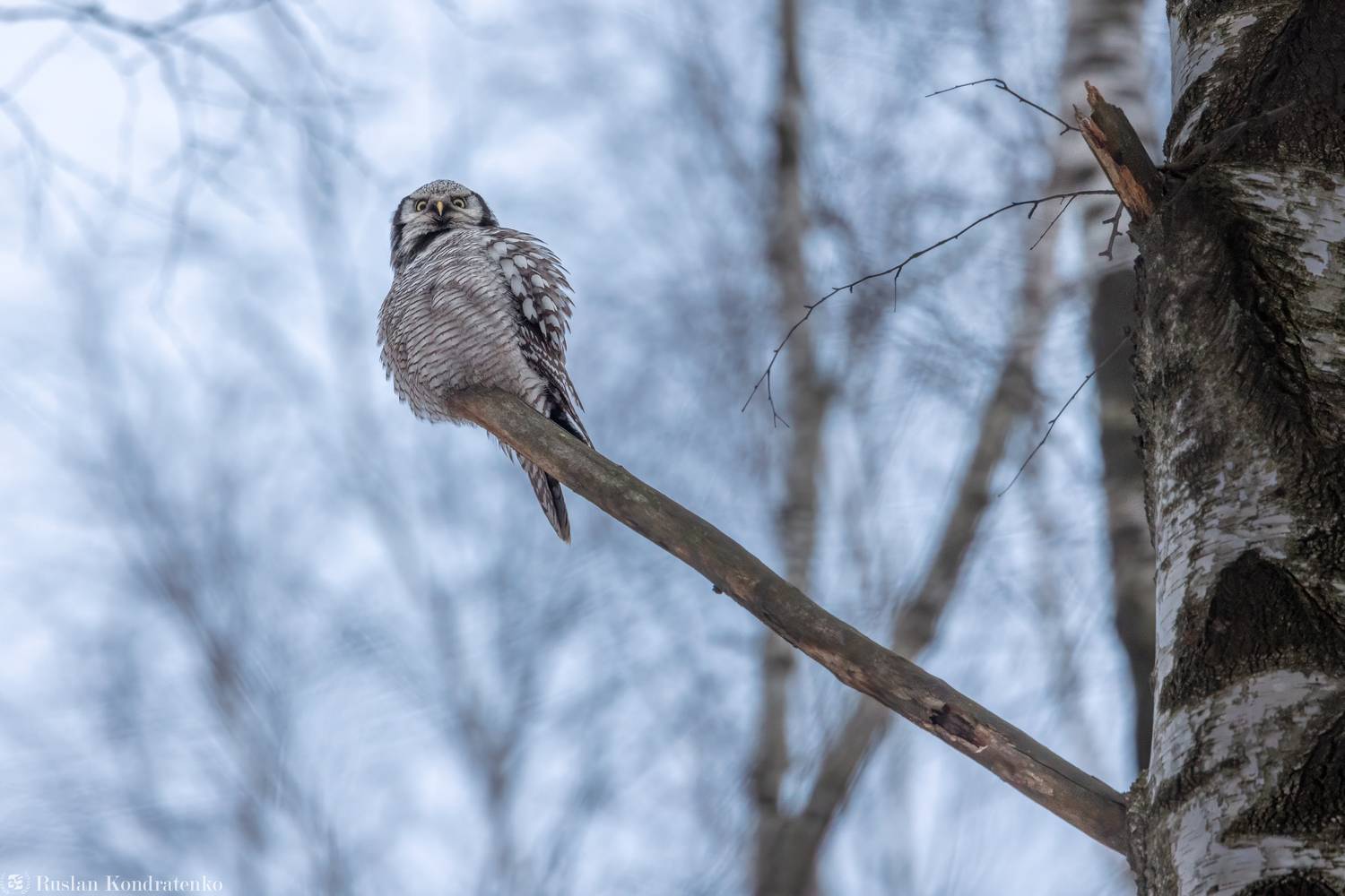 ястребиная сова, совы, сова, птица, пицы, Кондратенко Руслан