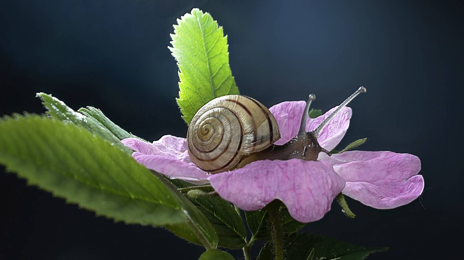 , Людмила Железнова