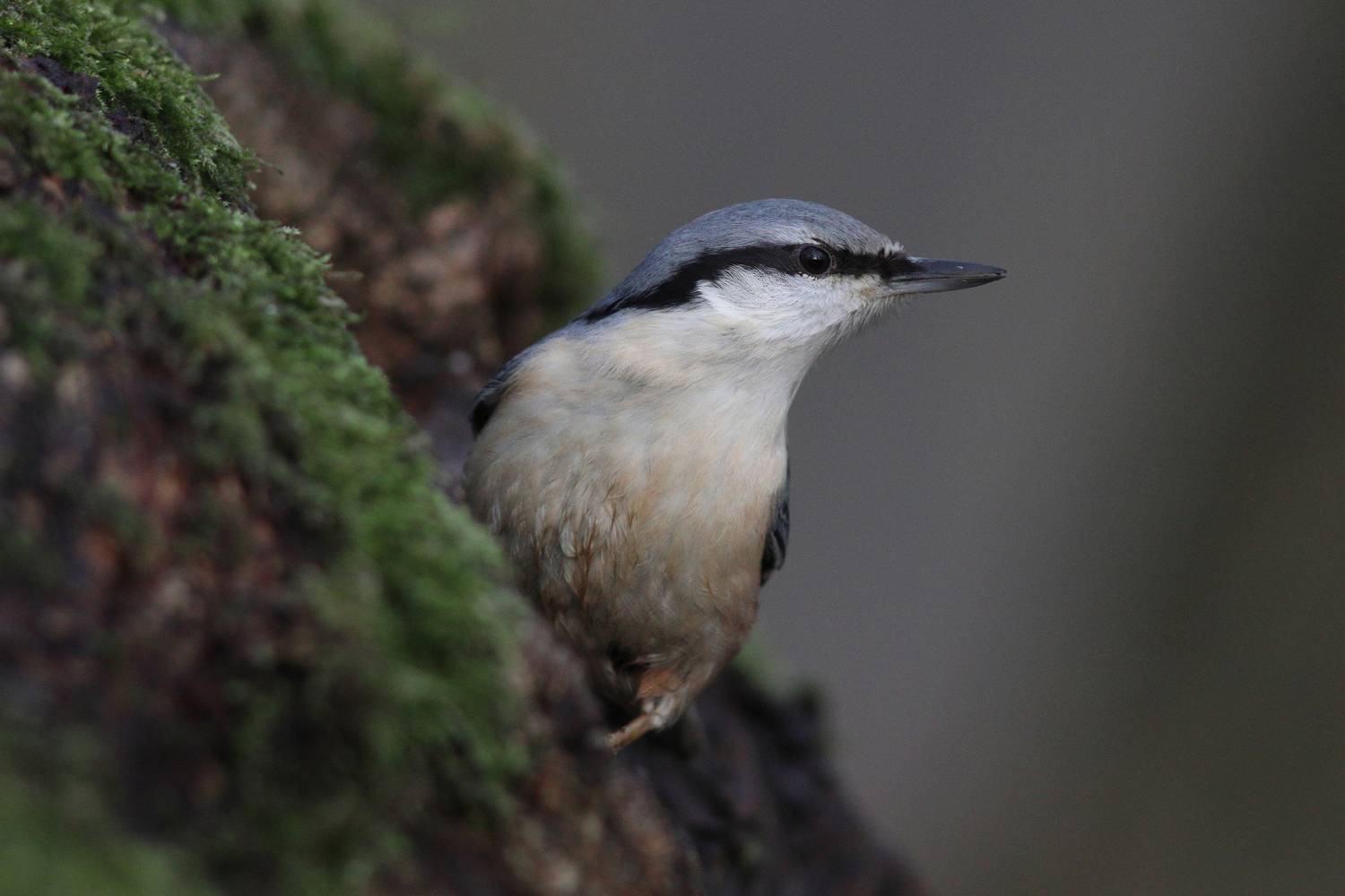 обыкновенный поползень, поползень, sitta europaea, eurasian nuthatch, nuthatch, Бондаренко Георгий