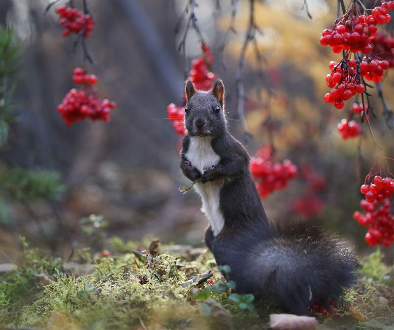 нерюнгри, белка, якутия, дикие_животные, евгениялевина, бурундукиибелкилевиной, женялевина Усатый белк фото превью