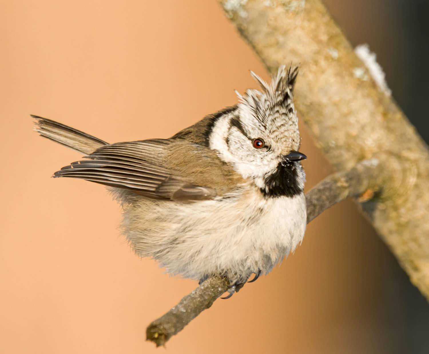 crested tit, birds, birdwatching, wildlife, winter, зима, птицы, синица, гренадерка, фотоохота, природа, Михаил Ездаков
