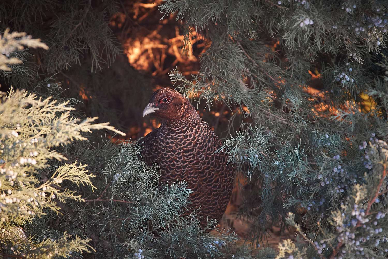 volgograd, russia, wildlife, bird, birds, birdswatching, Phasianus colchicus, , Сторчилов Павел