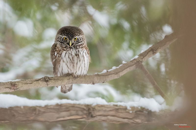 Воробьиный сыч фото превью