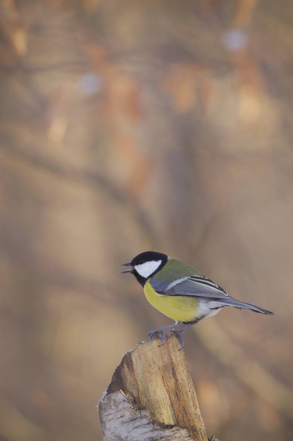 Vertical, Photography, Bird, Wildlife, GreatTit, Nature, Songbird, Day, Animals, Wild, Close-up, Wild, Bokeh, Damian Cyfka