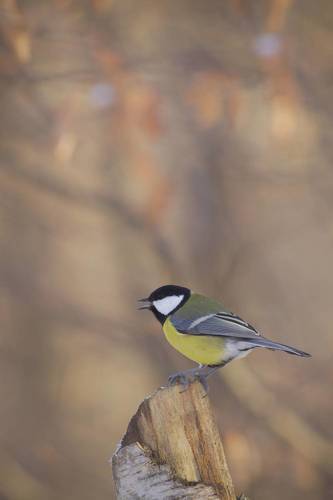Great tit