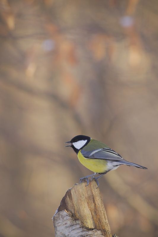 Great tit фото превью