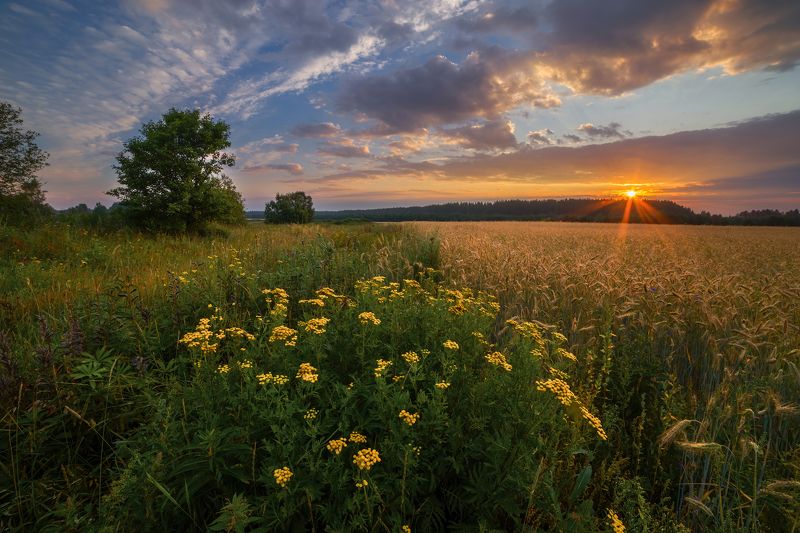 Про лето, рожь, васильки и... воспоминания о лете фото превью