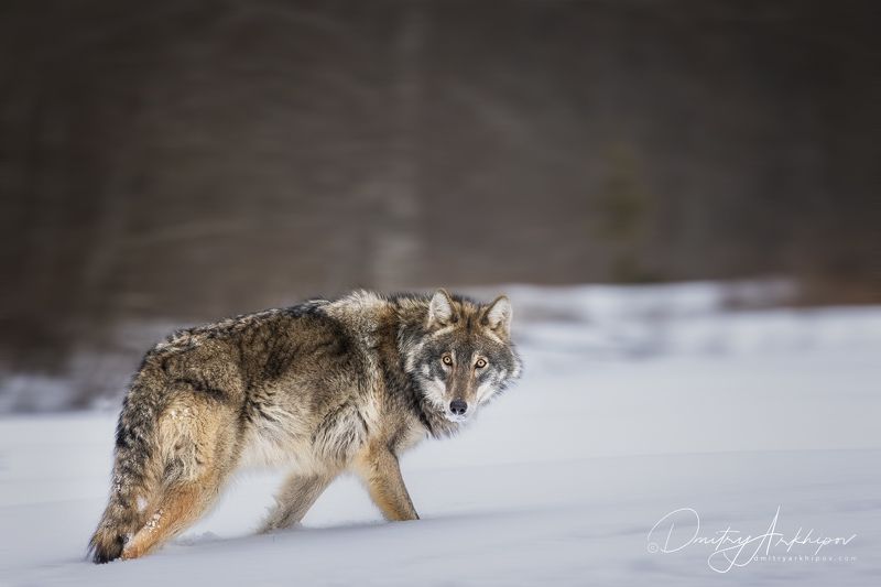 Волки II фото превью