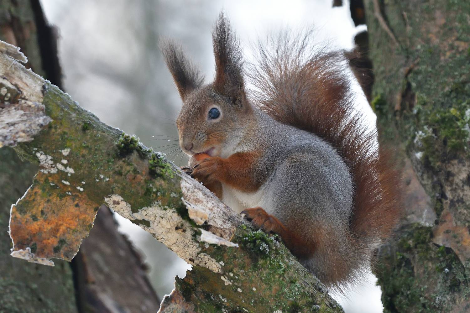 , Игорь Корнейчук