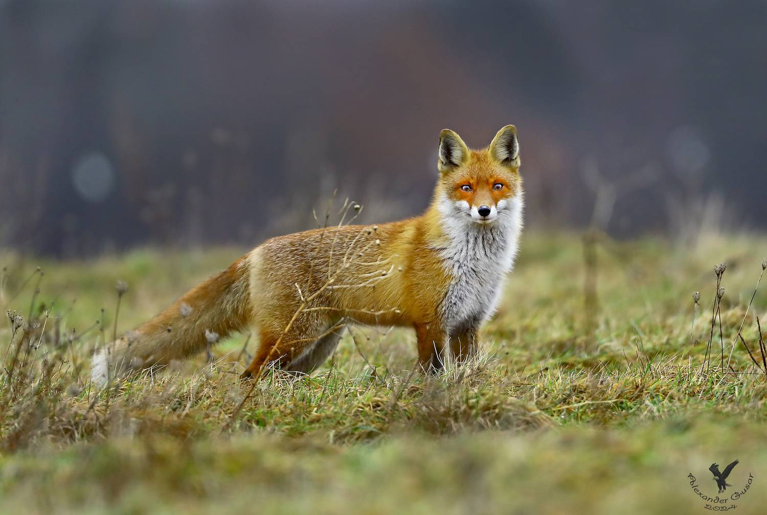 лиса., Гусар Александр