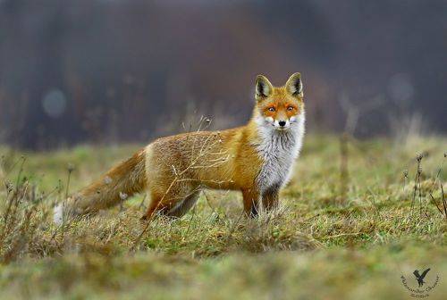 Снимай,а то уйду.