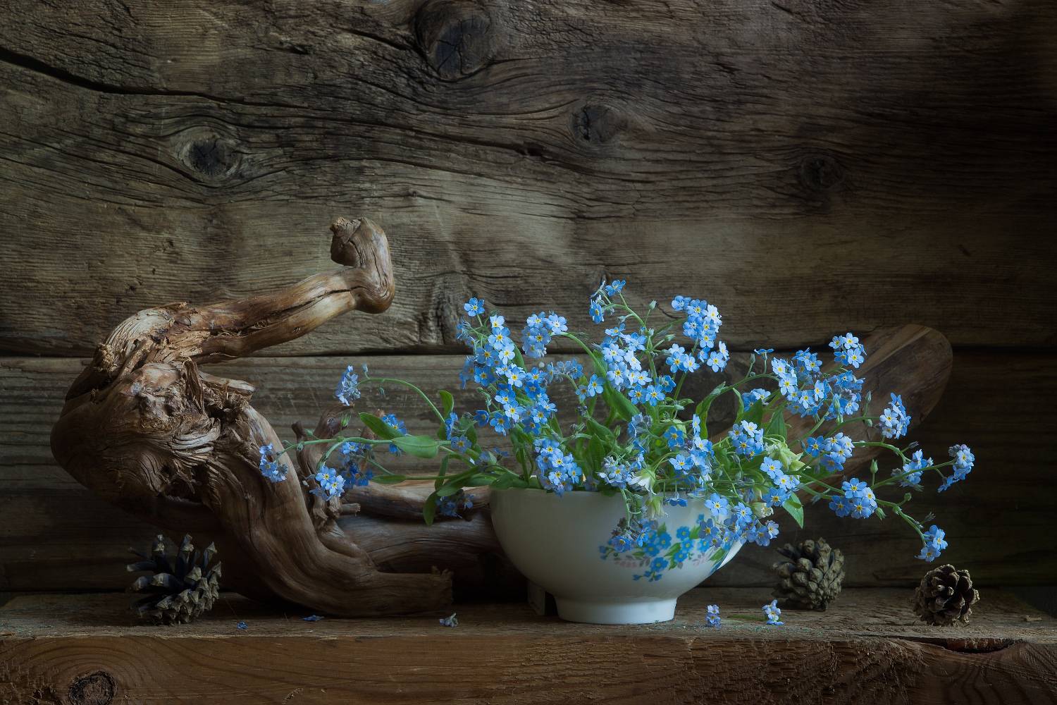 , Колеснева Елена