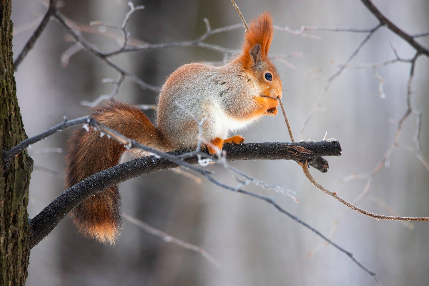 , Чудинин Дмитрий