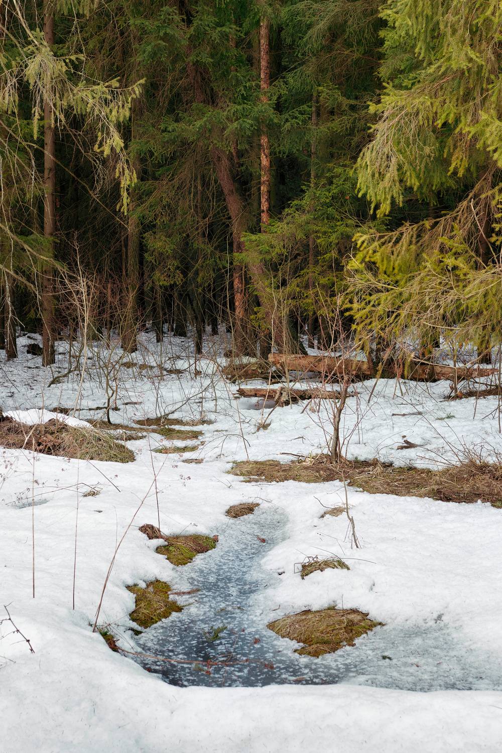 лес, деревья, снег, свет, Валерий Вождаев