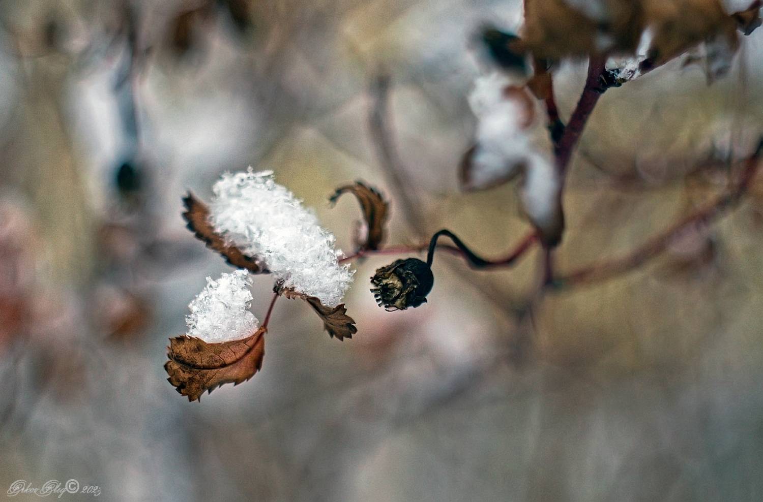 , Орлов Олег