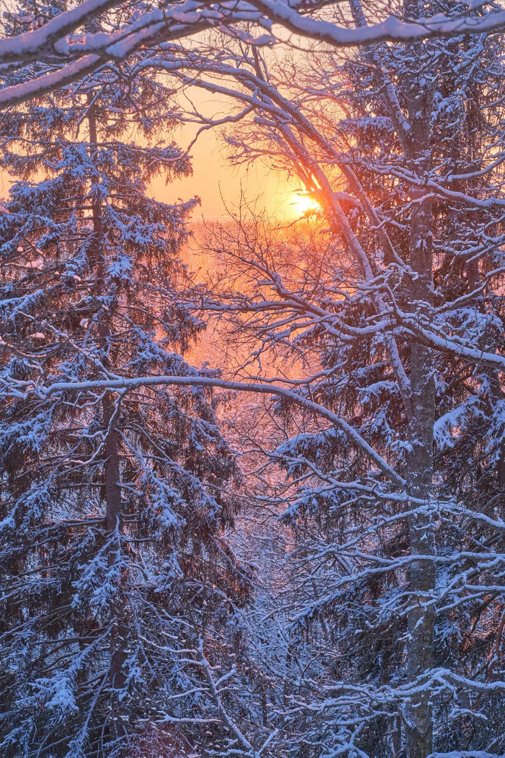 закат,зима,лес,мороз,зимний закат,подмосковье, Горшков Игорь