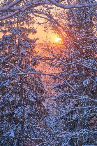 Морозный закат в лесу